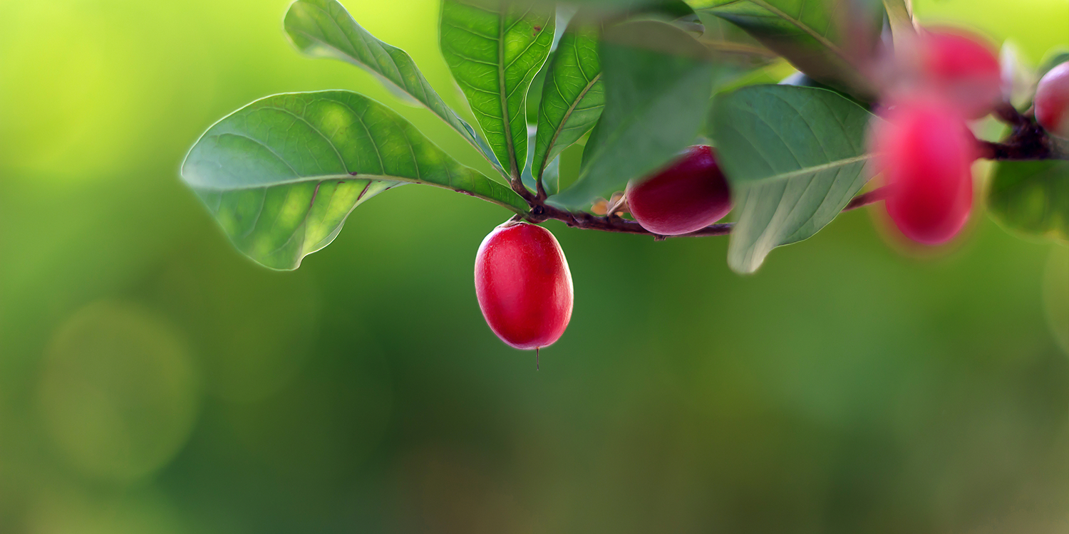 Miracle Berry experience second cover banner